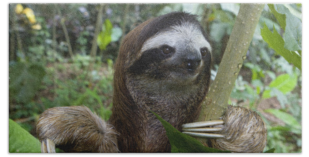 00456356 Beach Towel featuring the photograph Brown-throated Three-toed Sloth #13 by Suzi Eszterhas