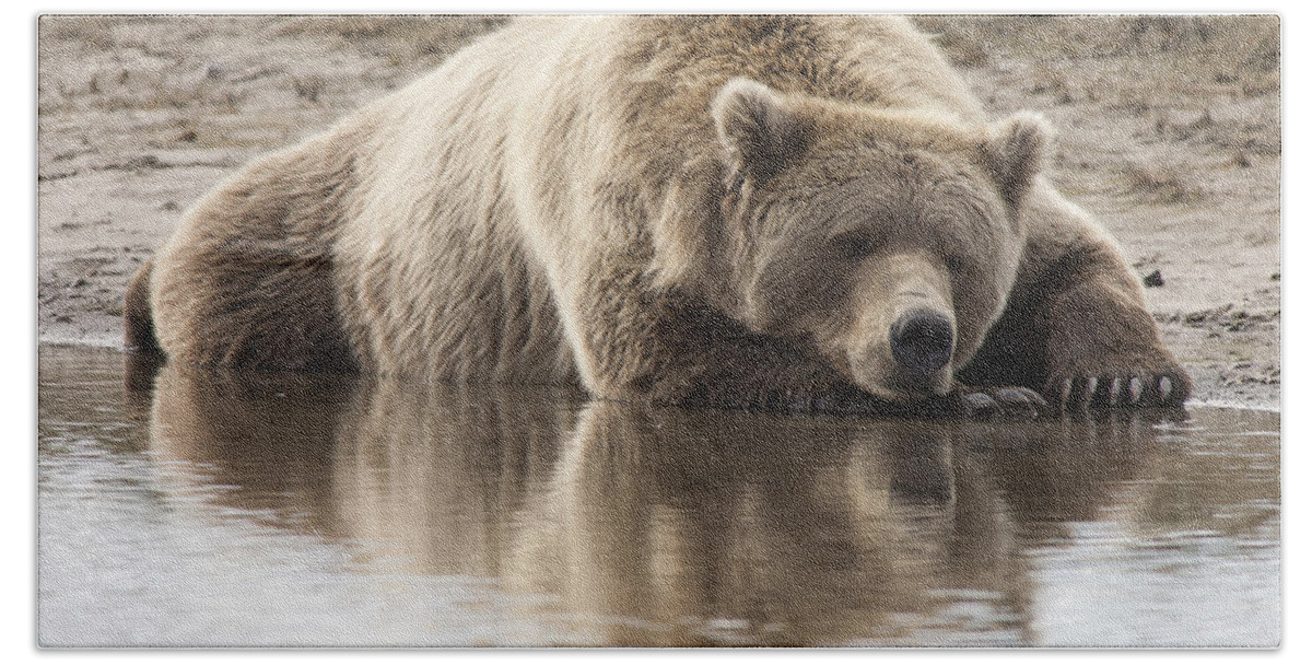 Mp Beach Towel featuring the photograph Grizzly Bear Ursus Arctos Horribilis #17 by Matthias Breiter