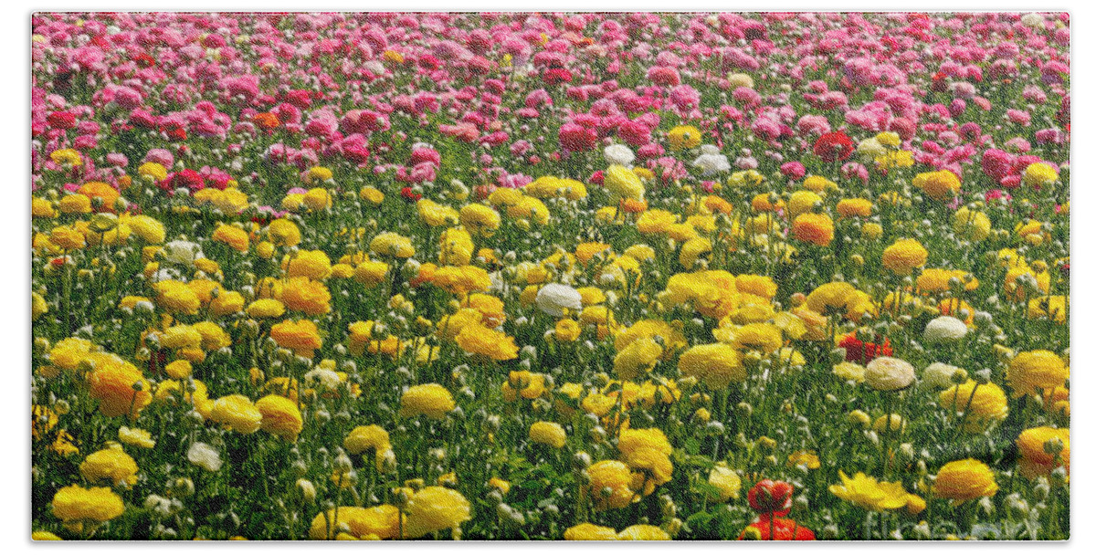 Flowers Beach Towel featuring the photograph Flower Fields #19 by Daniel Knighton