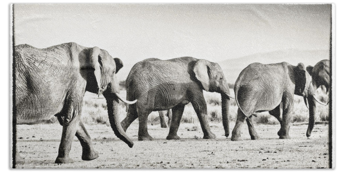 Africa Beach Towel featuring the photograph African Elephant in the Masai Mara #3 by Perla Copernik