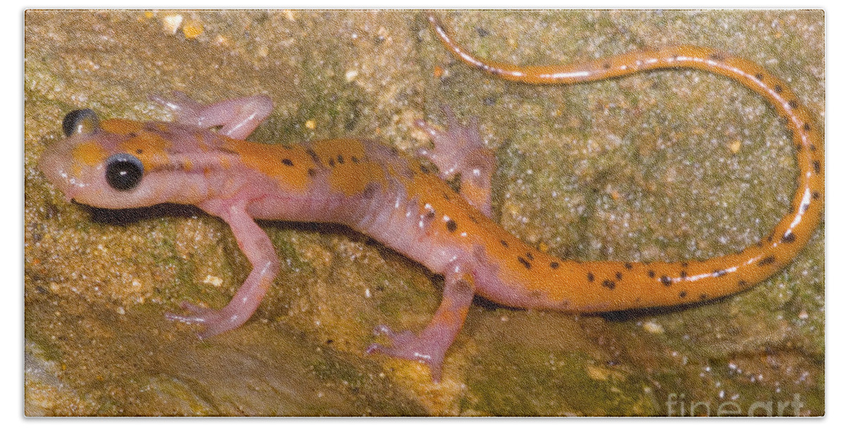 Eurycea Lucifuga Beach Towel featuring the photograph Cave Salamander #2 by Dante Fenolio