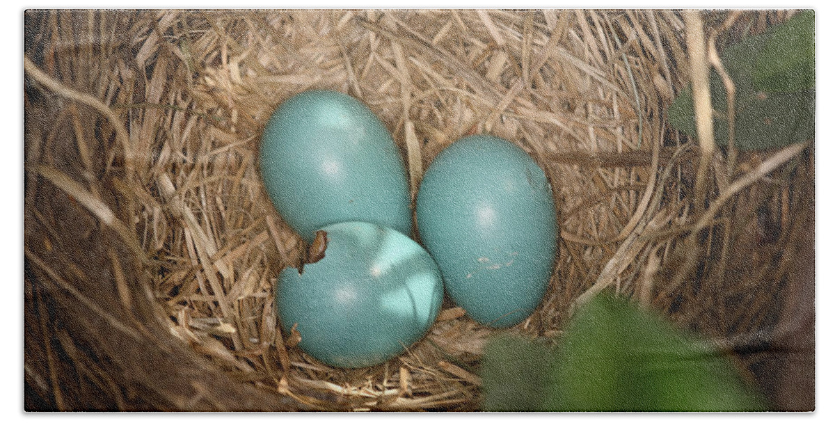 Robin Egg Beach Towel featuring the photograph Hatching Robin Nestlings #2 by Ted Kinsman