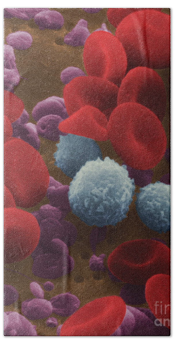Blood Cell Beach Towel featuring the photograph Human Blood Cells #2 by NIH / Science Source