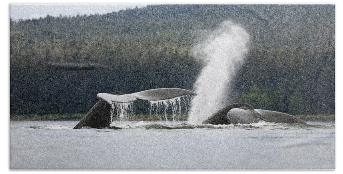 Mp Beach Towel featuring the photograph Humpback Whale Megaptera Novaeangliae #2 by Konrad Wothe