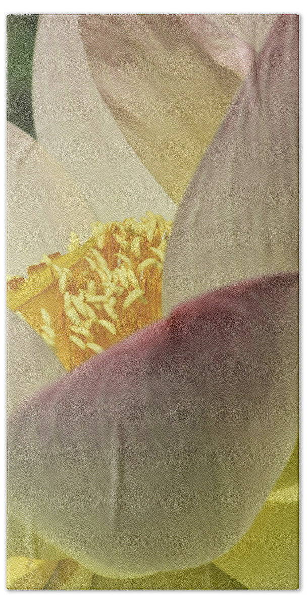 Kenilworth Aquatic Park Beach Towel featuring the photograph Nelumbo 'Pink and Yellow' #3 by Perla Copernik