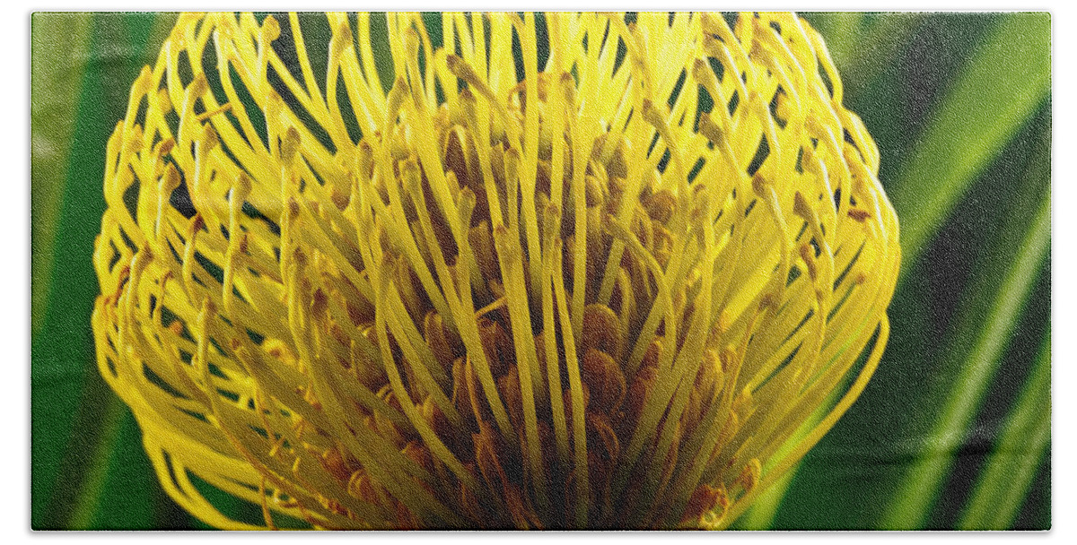 Flowers Beach Sheet featuring the photograph Picture of a Pincushion Protea by Perla Copernik