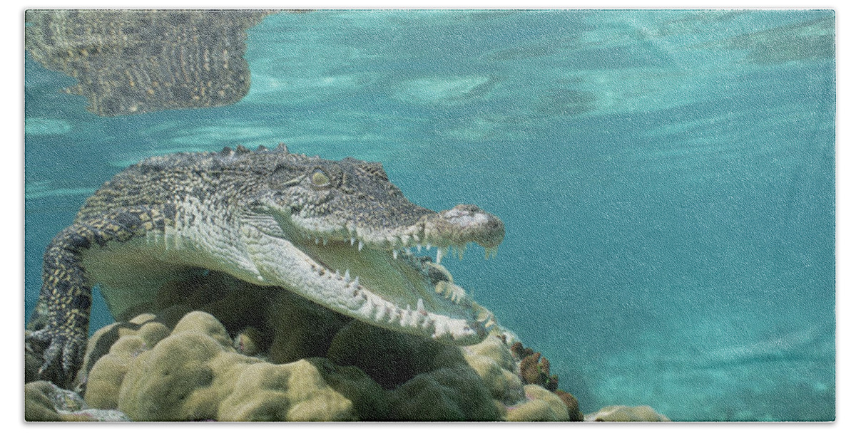 007003245 Beach Towel featuring the photograph Saltwater Crocodile Crocodylus Porosus #1 by Mike Parry