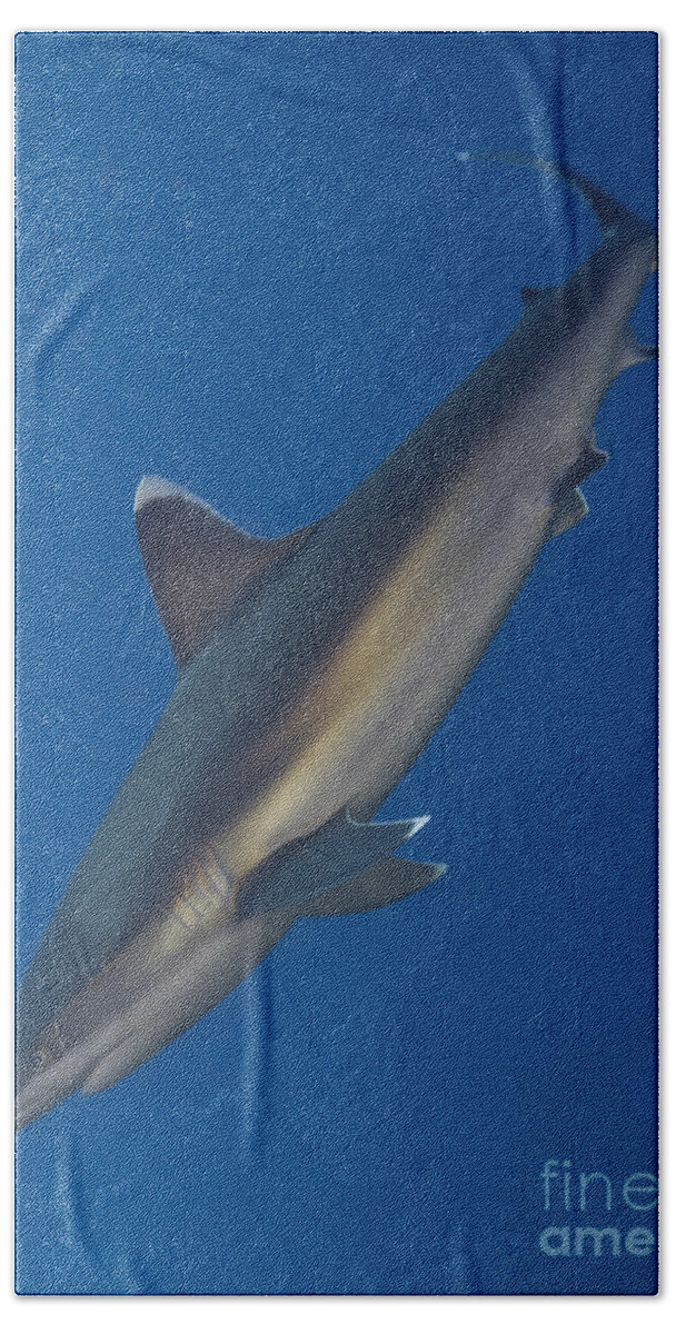 Carcharhinus Albimarginatus Beach Towel featuring the photograph Silvertip Shark, Kimbe Bay, Papua New #2 by Steve Jones
