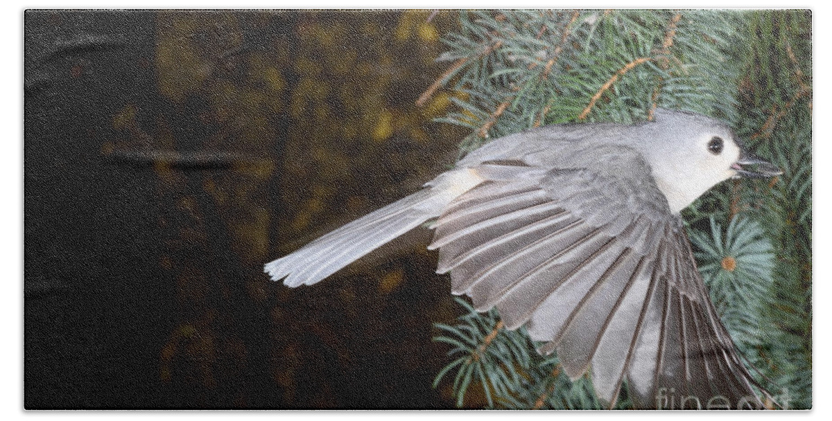 Tufted Titmouse Beach Sheet featuring the photograph Tufted Titmouse In Flight #2 by Ted Kinsman