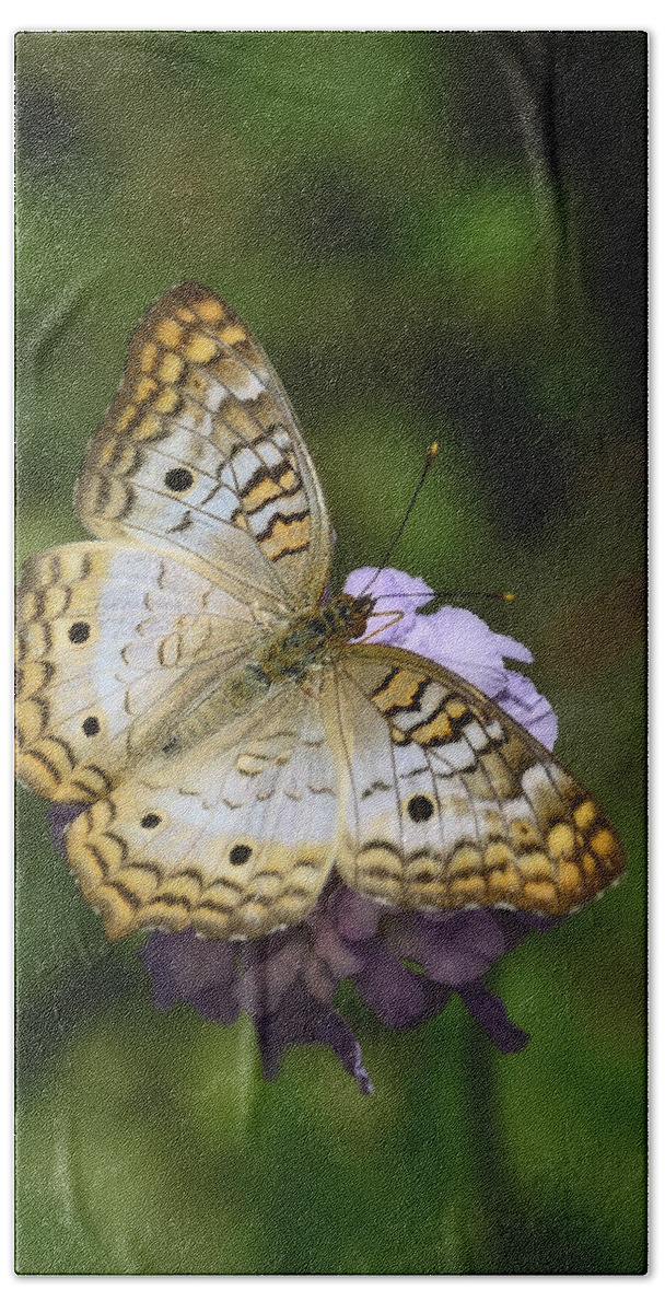 White Peacock Butterfly Beach Towel featuring the photograph White Peacock Butterfly #6 by Saija Lehtonen