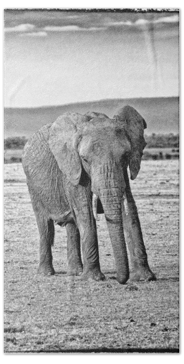 Africa Beach Towel featuring the photograph African Elephant in the Masai Mara #4 by Perla Copernik
