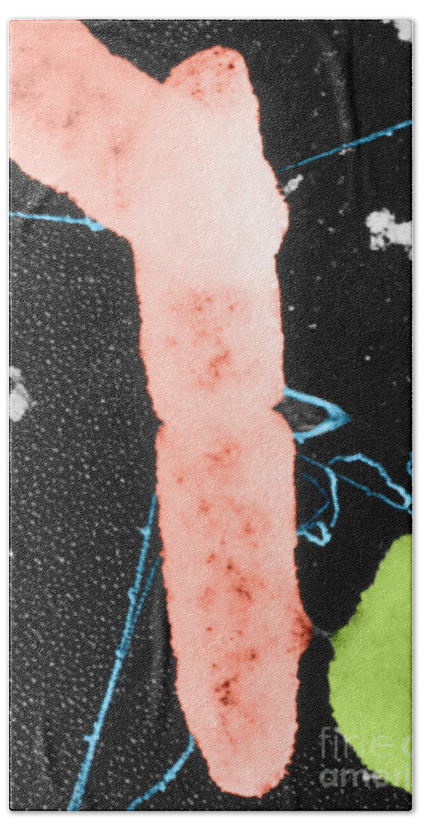 Tem Beach Sheet featuring the photograph Bacterial Conjugation, Tem #3 by Anderson / Omikron