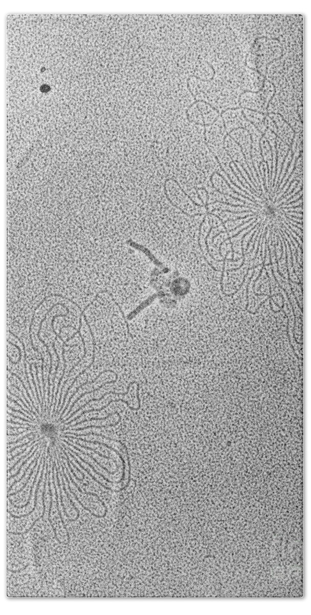 Dna Beach Towel featuring the photograph Dna Of Lamda Wild Type Phages #3 by Science Source