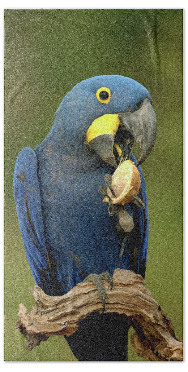 Mp Beach Towel featuring the photograph Hyacinth Macaw Anodorhynchus #3 by Pete Oxford