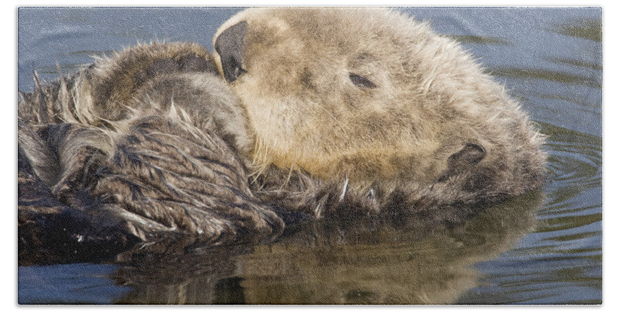 00429682 Beach Towel featuring the photograph Sea Otter Elkhorn Slough Monterey Bay #3 by Sebastian Kennerknecht