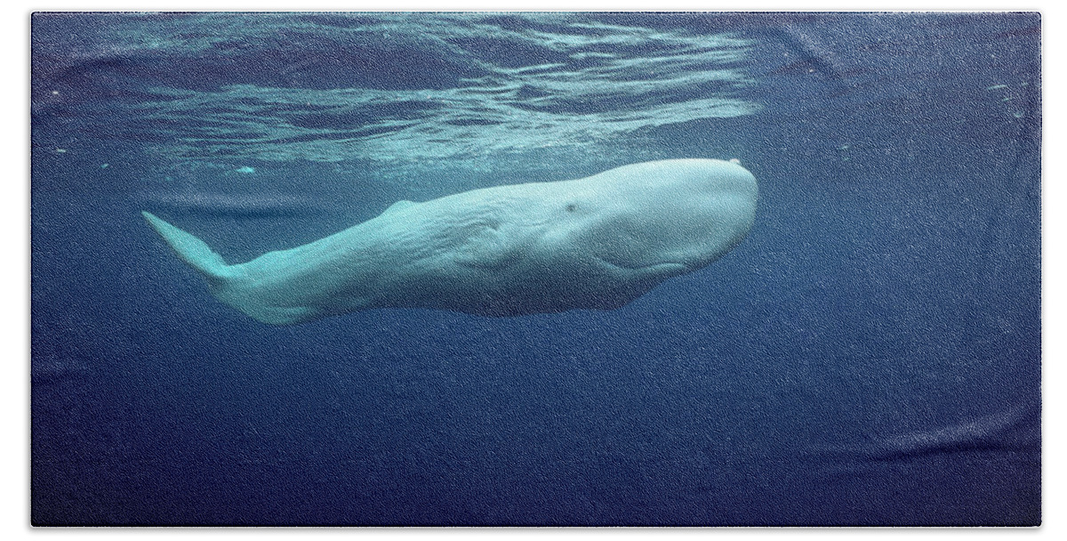00270023 Beach Towel featuring the photograph White Sperm Whale #2 by Hiroya Minakuchi