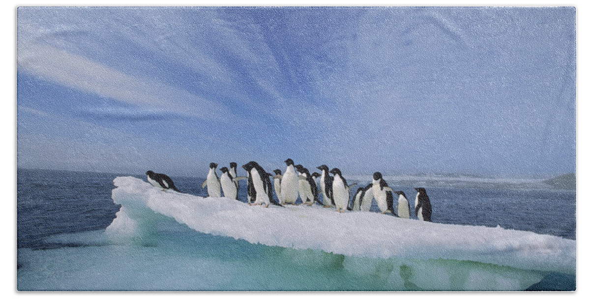 Mp Beach Towel featuring the photograph Adelie Penguin Pygoscelis Adeliae Group #4 by Tui De Roy