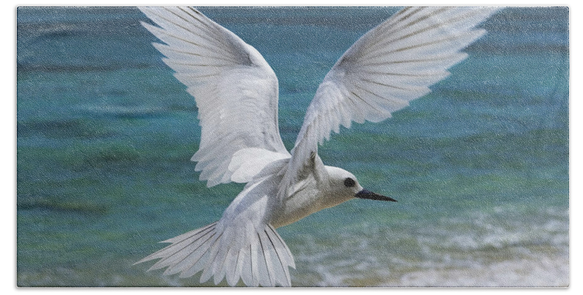 00429765 Beach Towel featuring the photograph White Tern Flying Midway Atoll Hawaiian #4 by Sebastian Kennerknecht