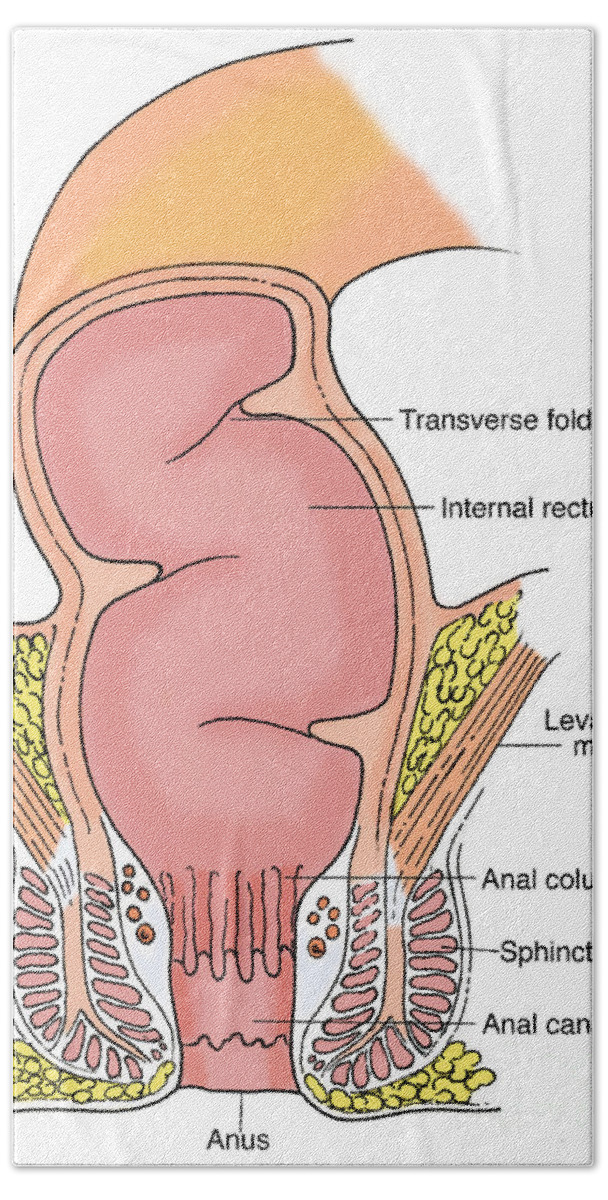 Anatomy Beach Sheet featuring the photograph Illustration Of Rectum #5 by Science Source