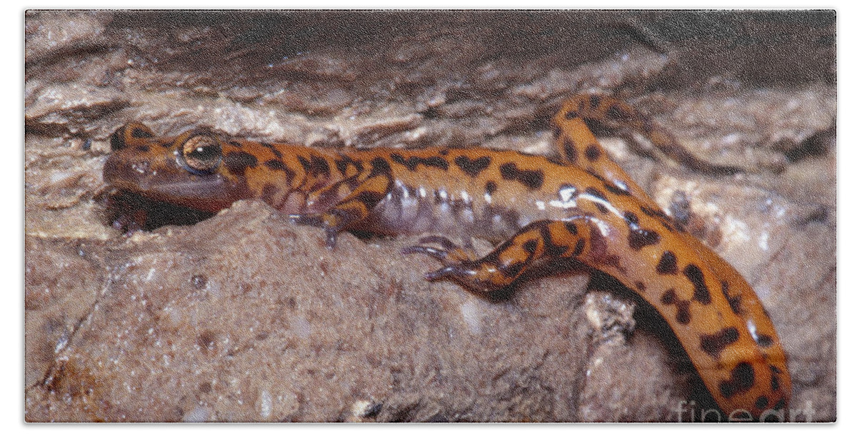 Cave Salamander Beach Sheet featuring the photograph Cave Salamander #7 by Dante Fenolio