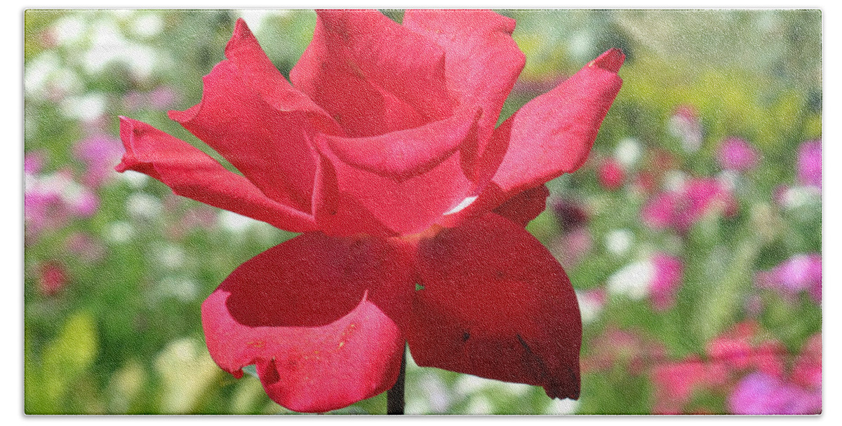 Beautiful Beach Sheet featuring the photograph A beautiful red flower growing at home by Ashish Agarwal