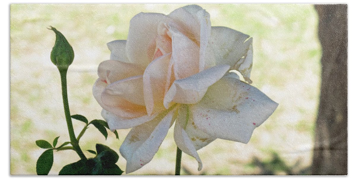 Flower Beach Towel featuring the photograph A beautiful white and light pink rose along with a bud by Ashish Agarwal