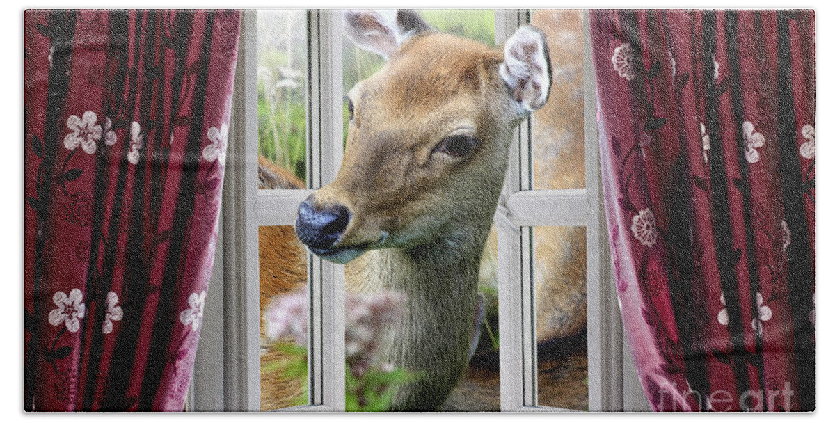 Deer Beach Towel featuring the photograph A deer enters the house window. by Simon Bratt