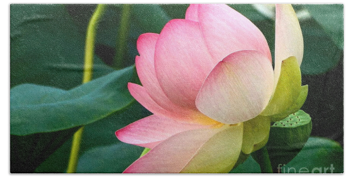 Lotus Blossom In Full Bloom Beach Towel featuring the photograph A Gentle Unravelling by Byron Varvarigos