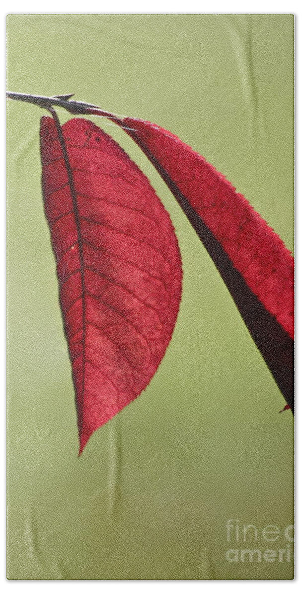 Photography Beach Towel featuring the photograph A Pair of Red Leaves by Sean Griffin