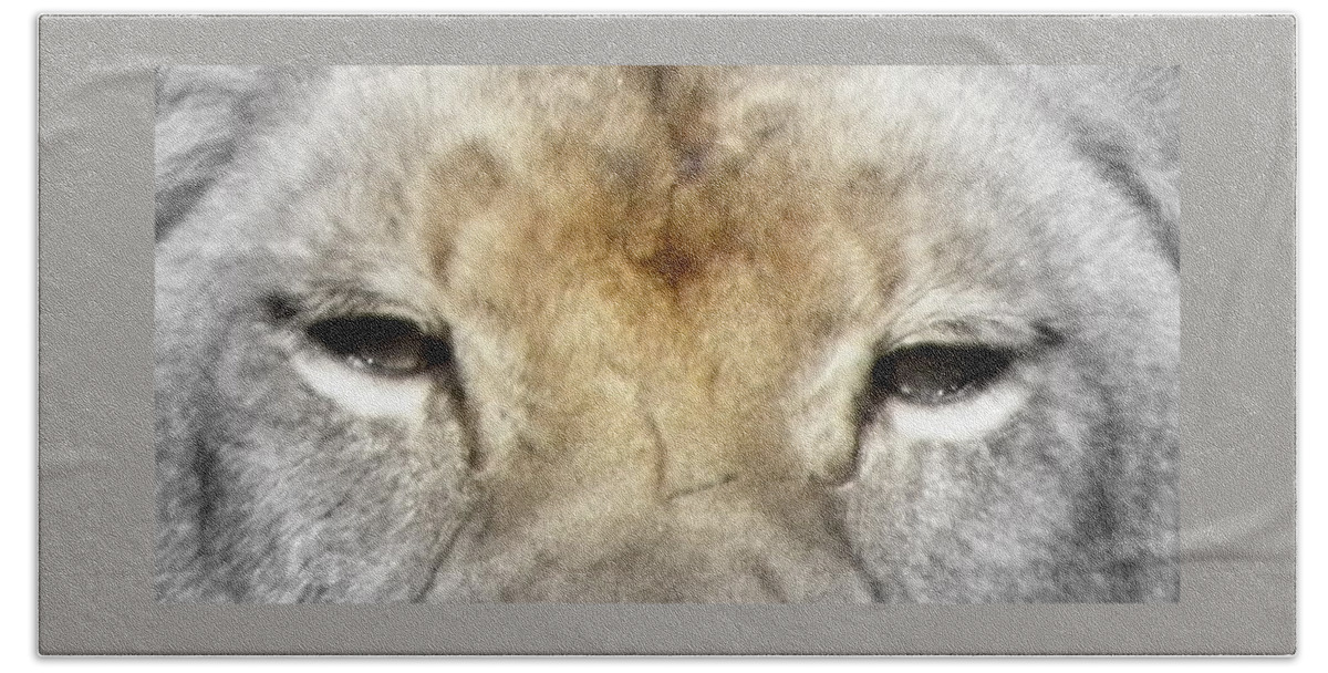 Lion Beach Towel featuring the photograph A Touch Of Color by Kim Galluzzo
