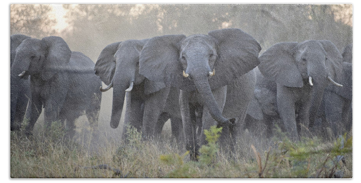 Mp Beach Towel featuring the photograph African Elephant Loxodonta Africana by Suzi Eszterhas