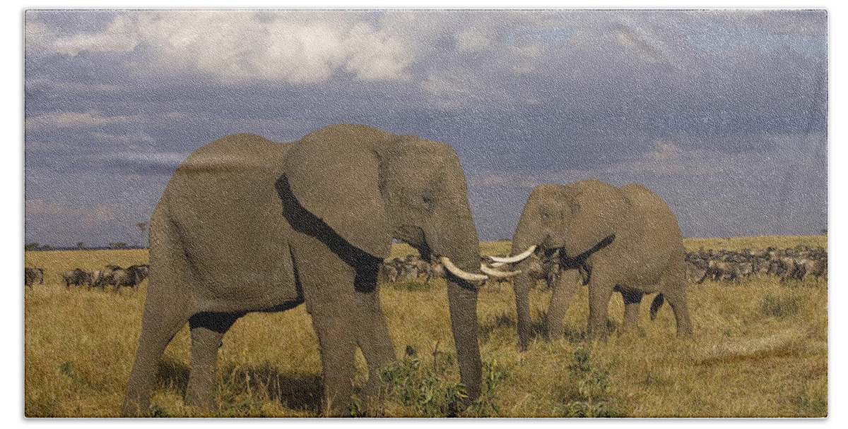00784036 Beach Towel featuring the photograph African Elephant Pair Masai Mara Kenya by Suzi Eszterhas