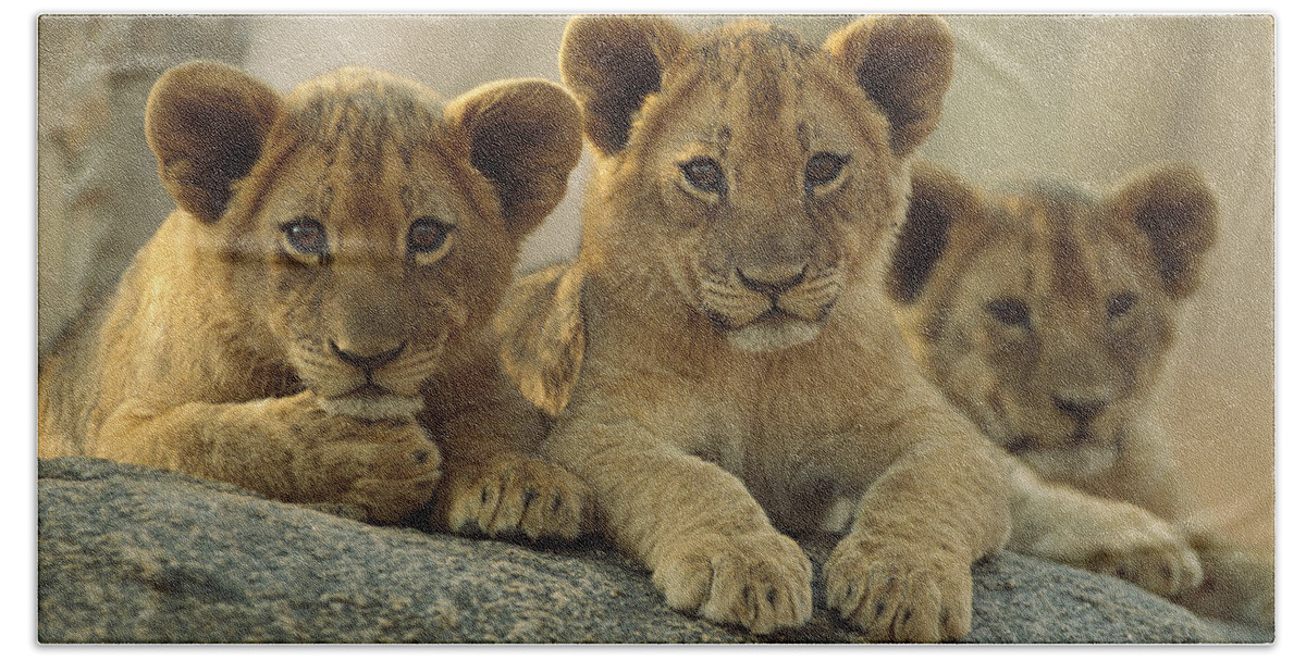 00171962 Beach Towel featuring the photograph African Lion Three Cubs Resting by Tim Fitzharris