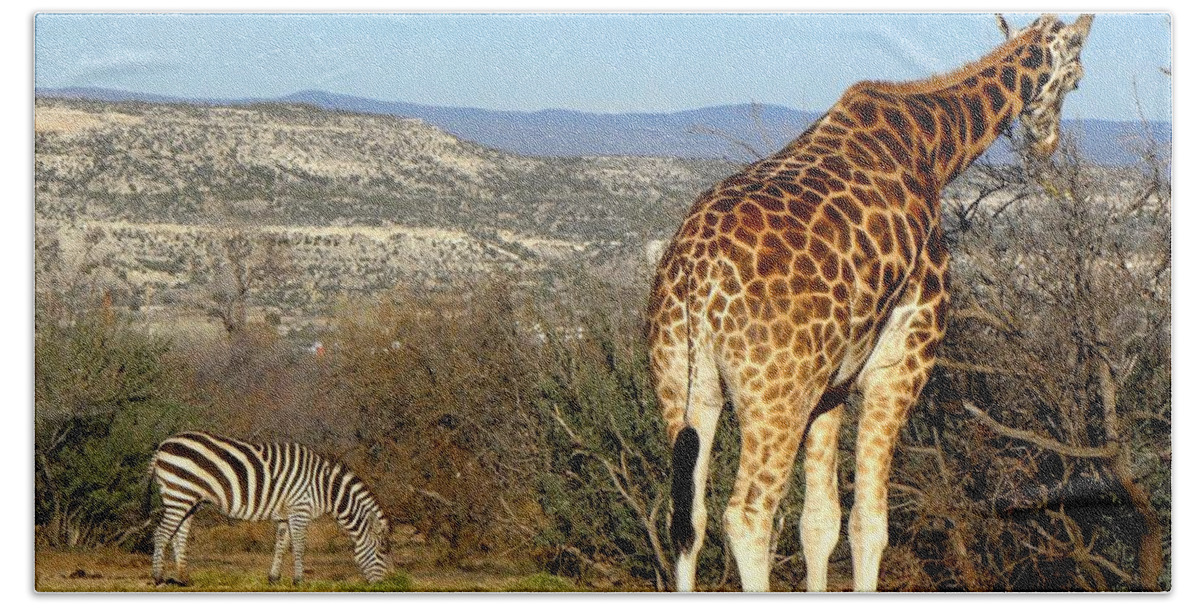 Giraffe Beach Towel featuring the photograph African Safari in Arizona by Kim Galluzzo Wozniak