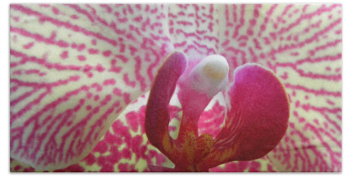 Orchid Beach Towel featuring the photograph Alluring Orchid by Kim Galluzzo