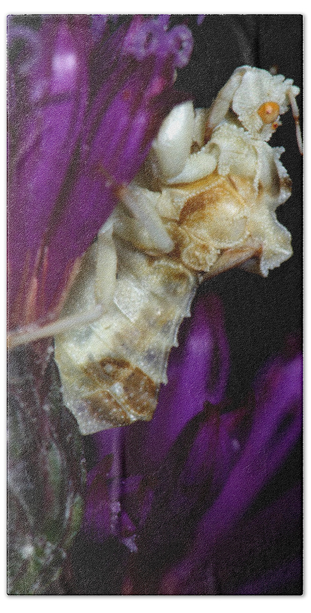 Phymatidae Beach Towel featuring the photograph Ambush Bug On Ironweed by Daniel Reed