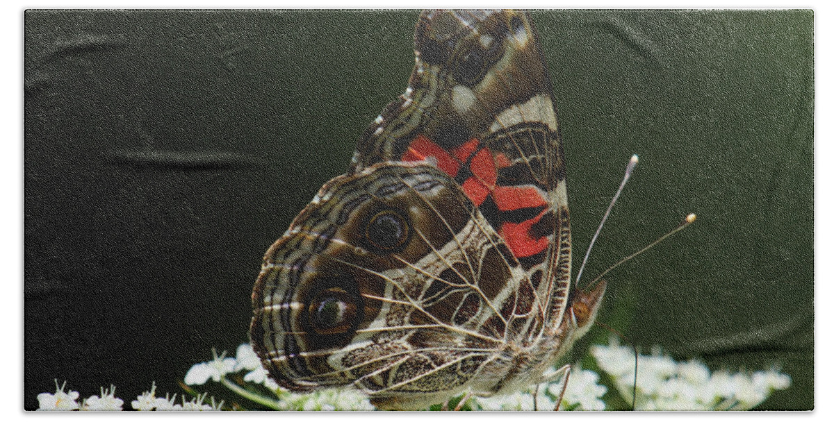 Vanessa Virginiensis Beach Towel featuring the photograph American Painted Lady Butterfly by Daniel Reed