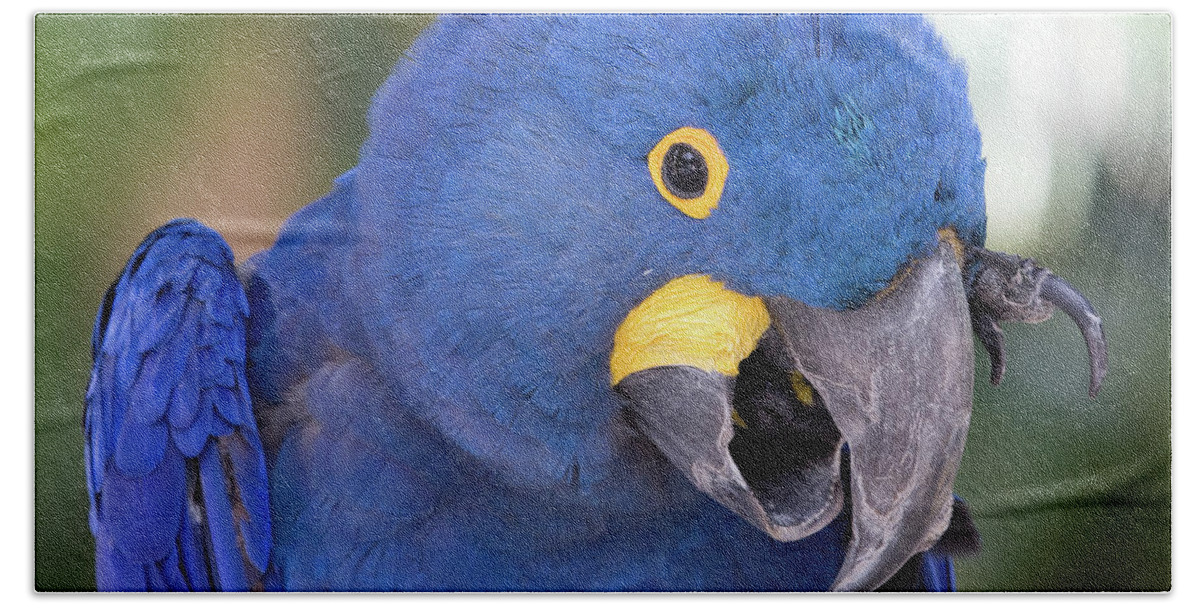 Birds Beach Towel featuring the photograph An itch by Sue Karski