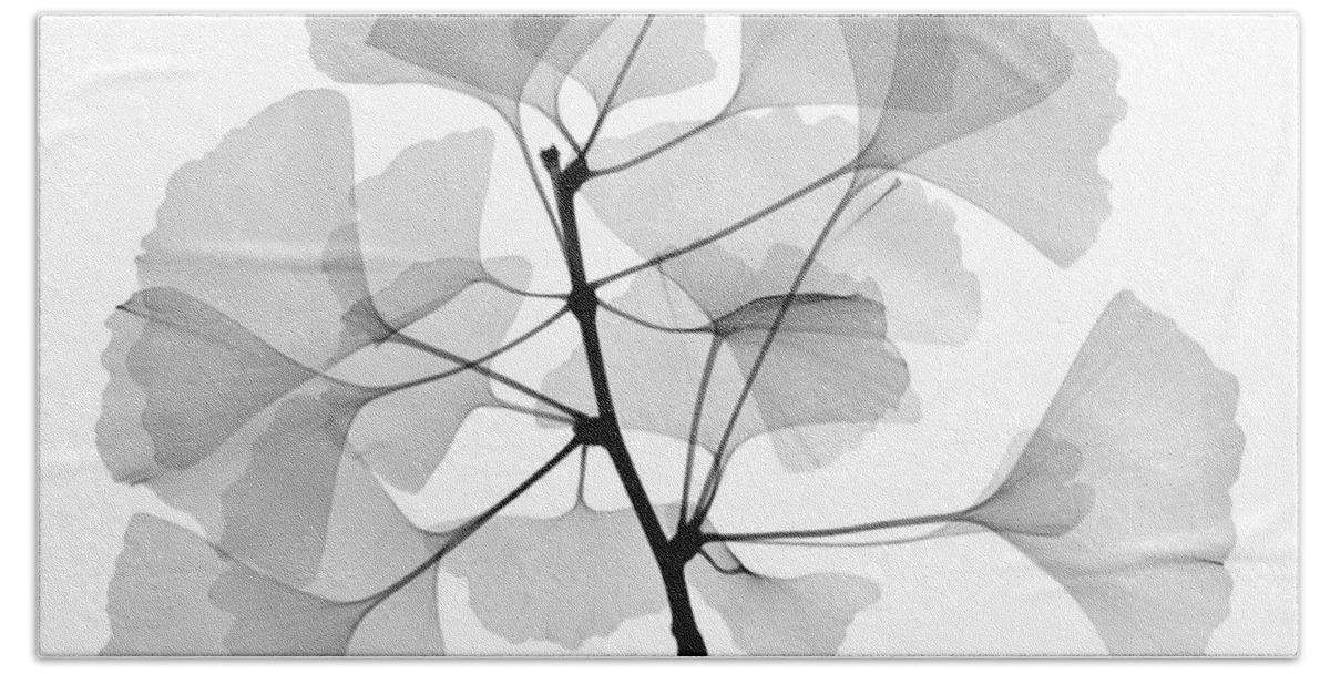Xray Beach Towel featuring the photograph An X-ray Of Ginko Leaves by Ted Kinsman