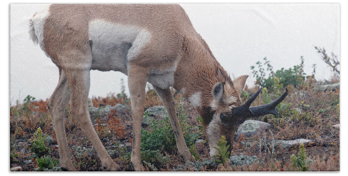 Pronghorn Antelope Beach Towel featuring the photograph Antelope Grazing by Art Whitton