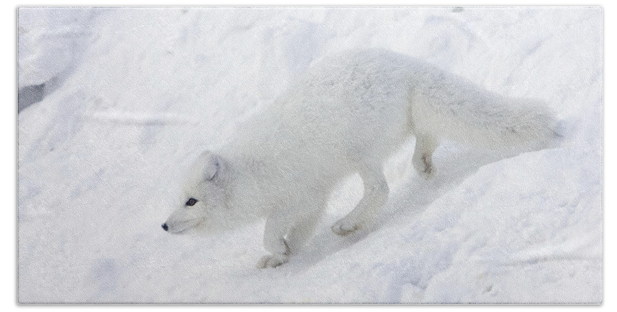 Mp Beach Towel featuring the photograph Arctic Fox Alopex Lagopus On Snow Drift by Matthias Breiter