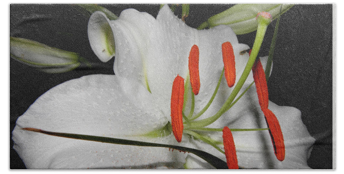 Flower Beach Towel featuring the photograph Asiatic Beauty at Night by Kim Galluzzo