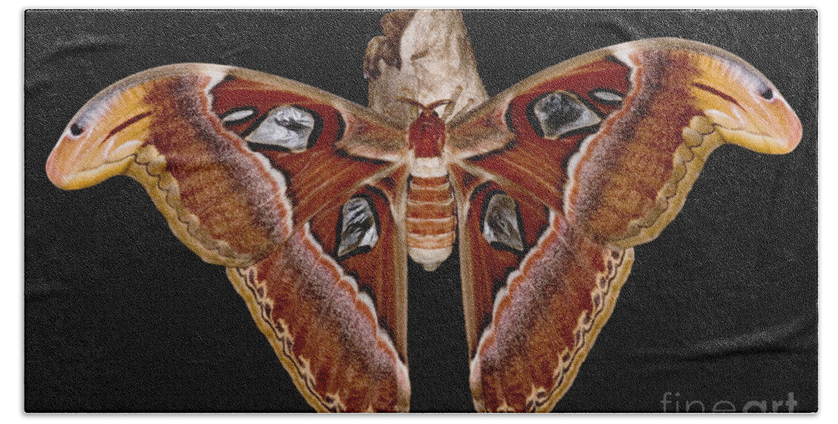Atlas Moth Beach Towel featuring the photograph Atlas Moth by Dant Fenolio
