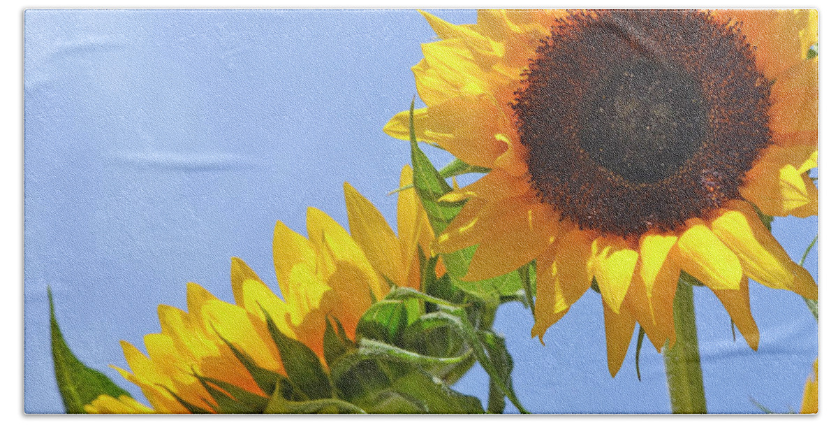 Sunflower Beach Sheet featuring the photograph August Sunshine by Traci Cottingham
