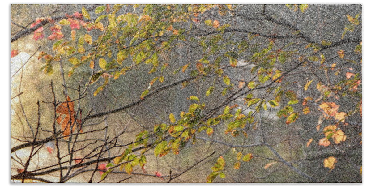 Fall Beach Towel featuring the photograph Autumn Colors by Kim Galluzzo