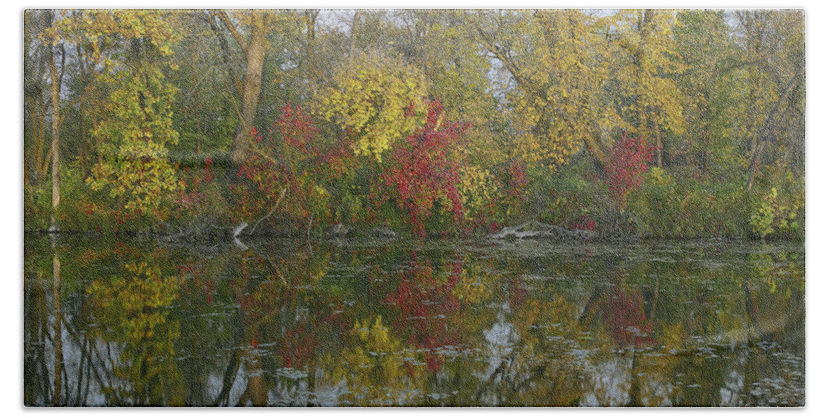 00442680 Beach Towel featuring the photograph Autumn Reflection On Marshs Lake Spruce by Tim Fitzharris