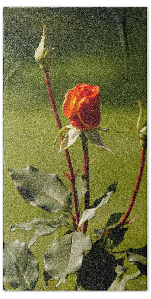 Rose Beach Towel featuring the photograph Autumn Rose by Mick Anderson