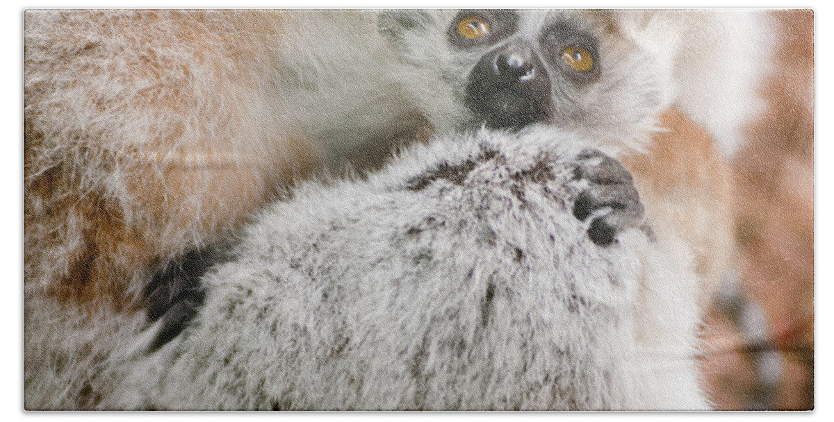Animal Beach Towel featuring the photograph Baby Lemur holds tight to mum by Andrew Michael