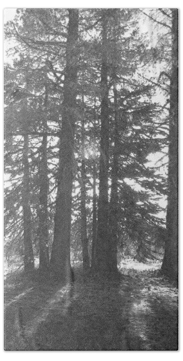 Pencil Beach Towel featuring the photograph Backlit Trees by Frank Wilson