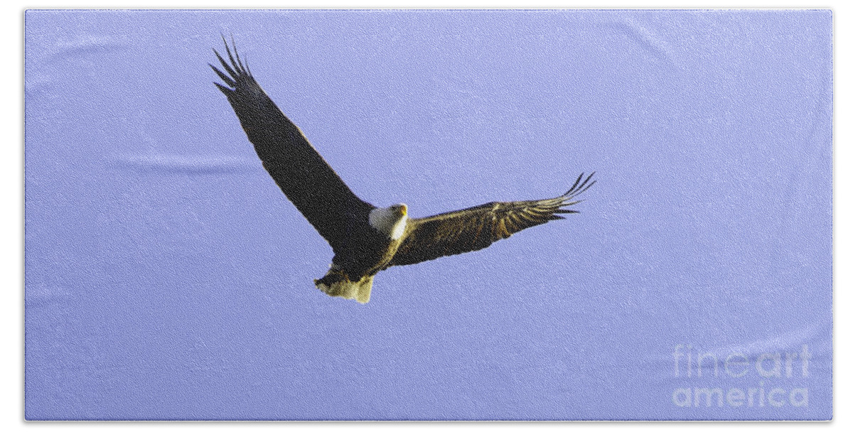 Eagle Photographs Beach Towel featuring the photograph Bald Eagle Fishing by Greg Jones